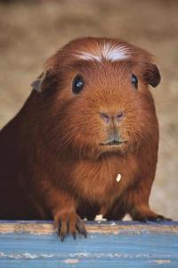 The Guinea Pig Journal
