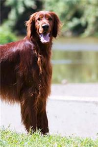 Irish Setter