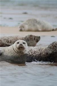 Gray Seals Notebook