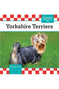 Yorkshire Terriers