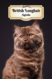 2020 British Longhair Agenda