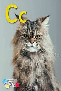 Alpha Stars Cc 6-Pack