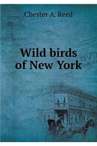Wild birds of New York