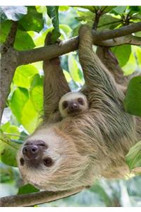 Hoffmann's Two-Toed Sloths Notecard