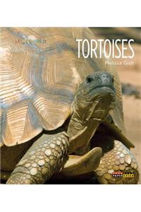 Tortoises