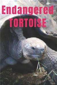 Endangered Tortoise