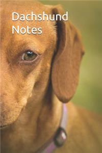 Dachshund Notes