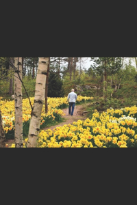 Daffodil Hill