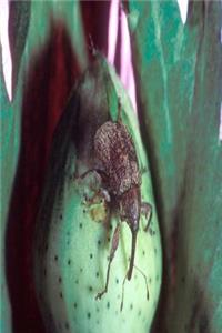 Insect Journal Cotton Boll Weevil Entomology