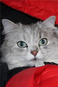 Silver Chinchilla Persian Cat with Green Eyes Pet Journal