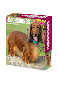 Dachshunds 2026 5.4 X 6.2 Box Calendar
