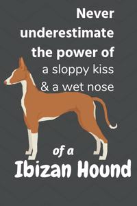 Never underestimate the power of a sloppy kiss & a wet nose of a Ibizan Hound
