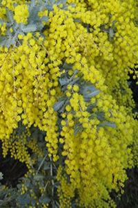 Wattle Gardening Journal