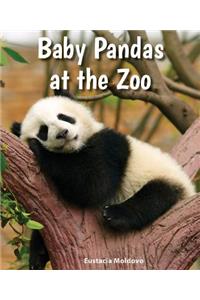 Baby Pandas at the Zoo