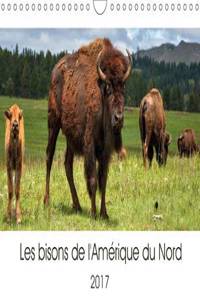Bisons De L'amerique Du Nord 2017