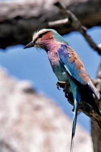 Lilac Breasted Roller Bird Journal