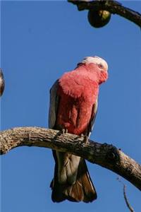 Rose Breasted Cockatoo Journal