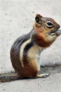 Chipmunk Journal