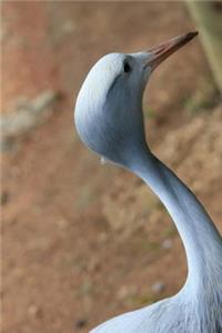 Graceful Blue Crane (Anthropoides paradiseus) Portrait Journal
