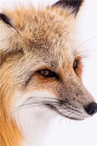 A Magnificent Red Fox Up Close Portrait Journal