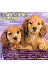 Just Dachshund Puppies 2017 Wall Calendar