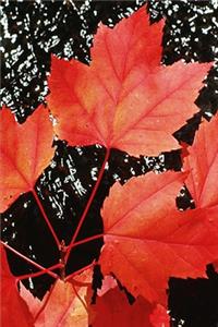 2020 Weekly Planner Red Maple Leaves Autumn Season 134 Pages