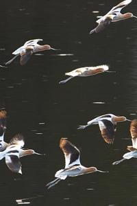 American Avocet Birds in Flight Journal (Recurvirostra Americana)