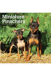 Miniature Pinschers 2021 Square