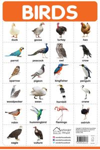 Birds - My First Early Learning Wall Posters: For Preschool, Kindergarten, Nursery And Homeschooling (19 Inches X 29 Inches)