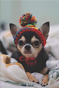 Chihuahua Lovers Journal
