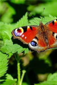 Peacock Butterfly Journal