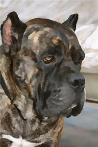 Cane Corso