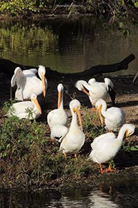 A Flock of White Pelicans Seabird Journal