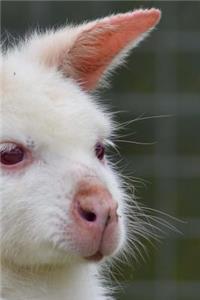 A Striking White Albino Wallaby Portrait