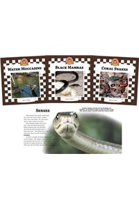 Snakes Set 2