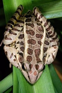 Northern Leopard Frog Resting on a Leaf Journal