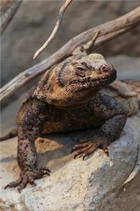 Chuckwalla Lizard on the Rocks Journal