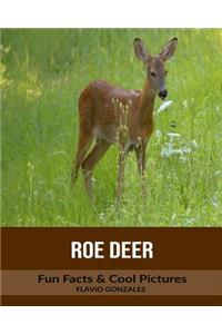 Roe Deer: Fun Facts & Cool Pictures