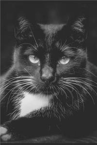 The Black Cat Journal