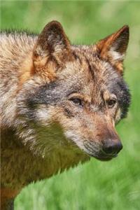 A Wolf in the Wild Journal