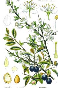 Blackthorn Flowers Otto Wilhelm Thome Journal