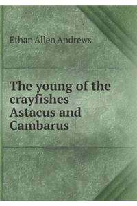 The young of the crayfishes Astacus and Cambarus