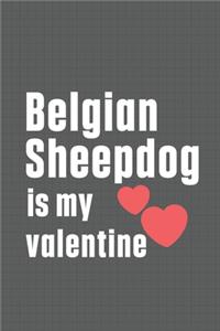 Belgian Sheepdog is my valentine