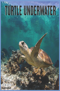 Turtle Underwater 2021 Calendar