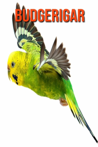 Budgerigar