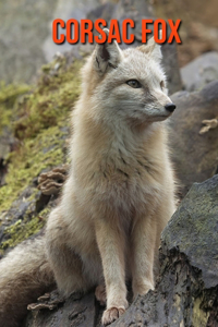 Corsac Fox