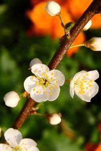 Cherry Blossoms on the Branch Journal