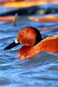 Cinnamon Teal Duck (Anas Cyanoptera) Journal