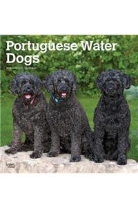 Portuguese Water Dogs 2019 Square