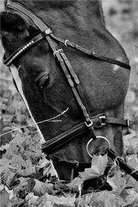 A Horse Munching in the Meadow in Black and White Journal